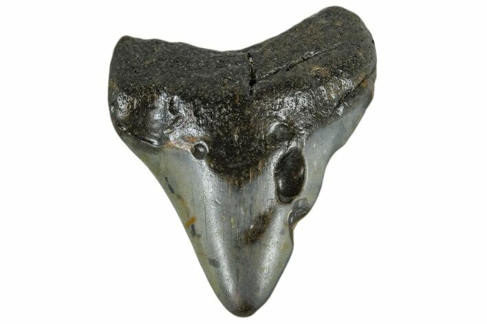 Bargain, Juvenile Megalodon Tooth - North Carolina #172636